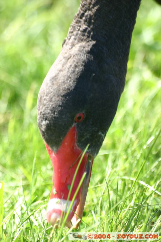 Lake Taupo - New Zealand Black Swan
Mots-clés: New Zealand North Island Lac animals oiseau Cygne