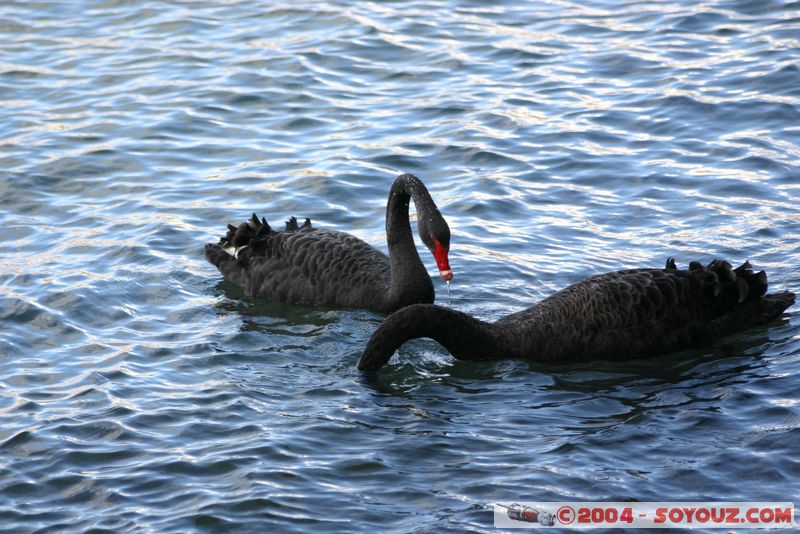 Lake Taupo - New Zealand Black Swan
Mots-clés: New Zealand North Island Lac animals oiseau Cygne