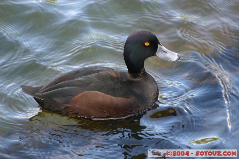 Lake Taupo - Duck
Mots-clés: New Zealand North Island Lac animals oiseau canard