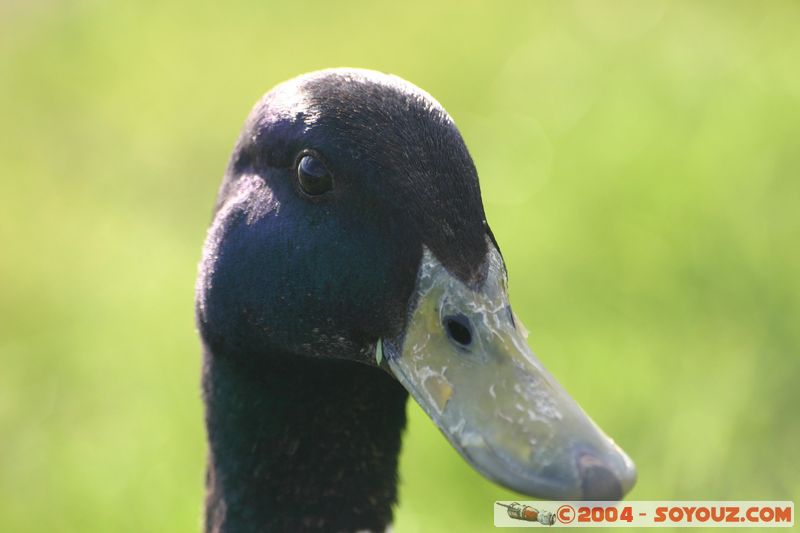 Lake Taupo - Duck
Mots-clés: New Zealand North Island animals oiseau canard
