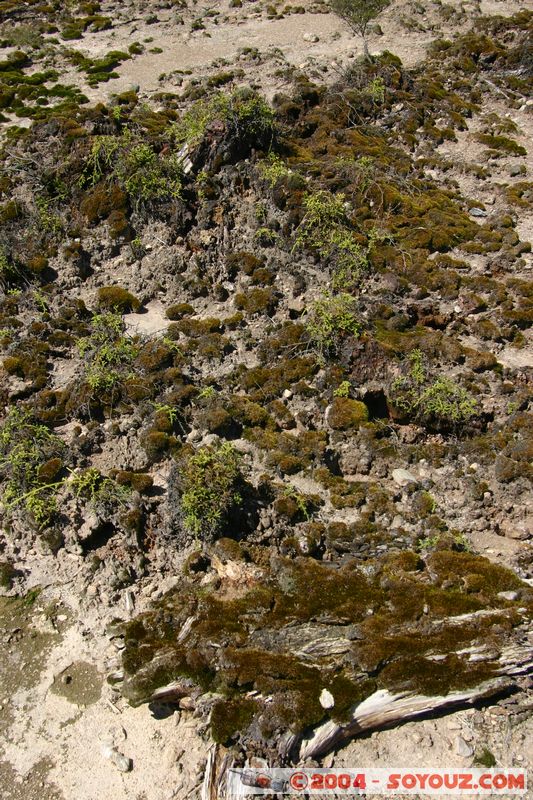 Taupo - Craters of the Moon
Mots-clés: New Zealand North Island geyser Thermes