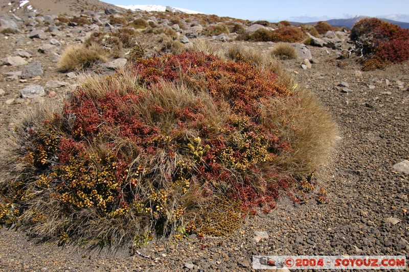 Tongariro National Park - Upper Tama
Mots-clés: New Zealand North Island patrimoine unesco plante