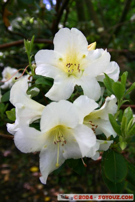 Wellington - Botanic Gardens
Mots-clés: New Zealand North Island fleur