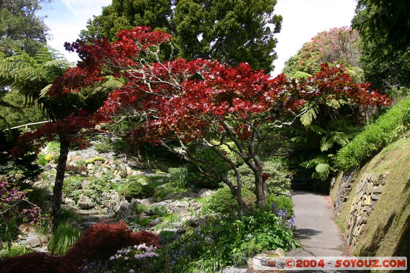 Wellington - Botanic Gardens
Mots-clés: New Zealand North Island fleur