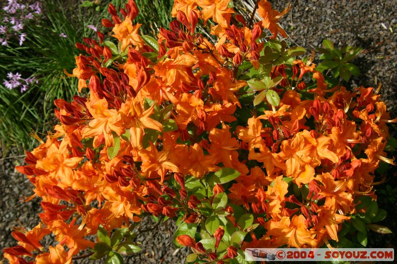 Wellington - Botanic Gardens
Mots-clés: New Zealand North Island fleur