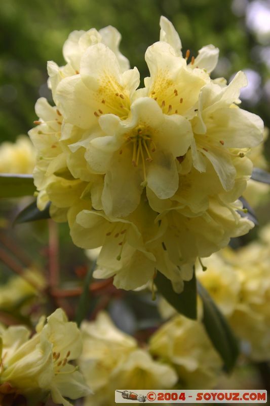 Wellington - Botanic Gardens
Mots-clés: New Zealand North Island fleur