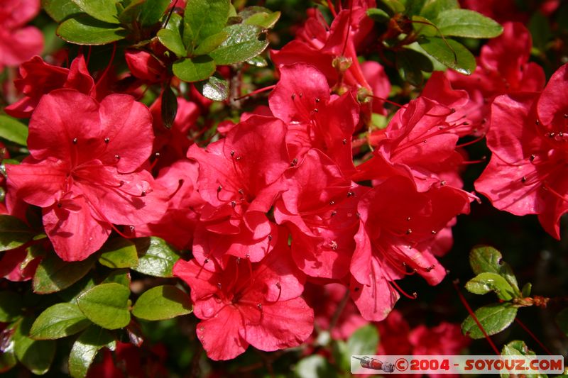 Wellington - Botanic Gardens
Mots-clés: New Zealand North Island fleur