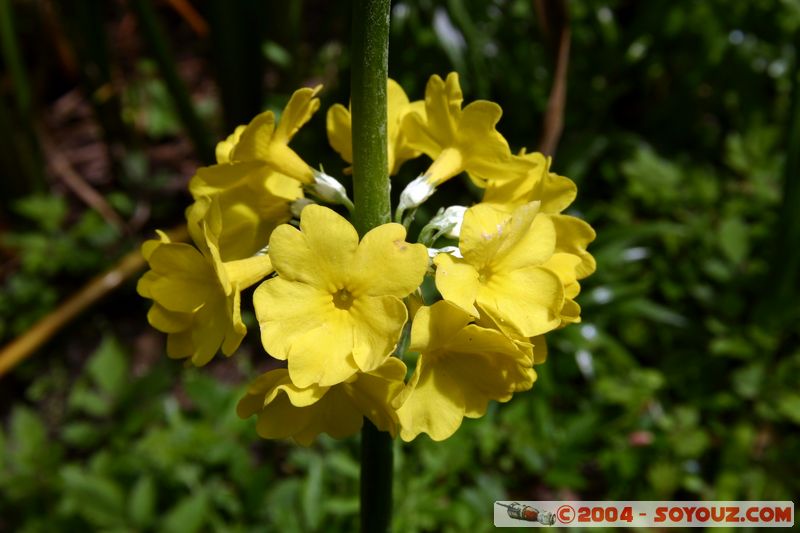 Wellington - Botanic Gardens
Mots-clés: New Zealand North Island fleur