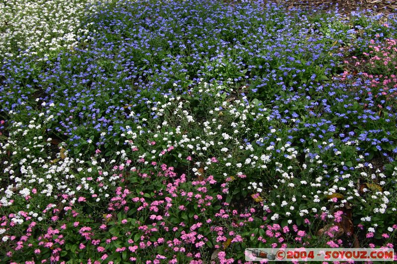 Wellington - Botanic Gardens
Mots-clés: New Zealand North Island fleur