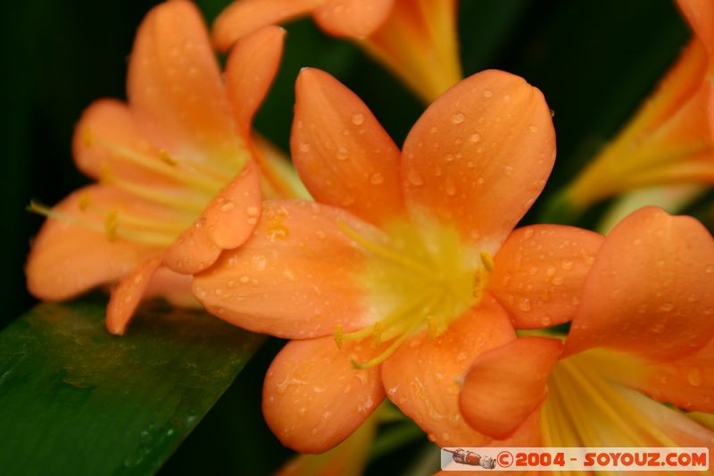 Wellington - Botanic Gardens
Mots-clés: New Zealand North Island fleur