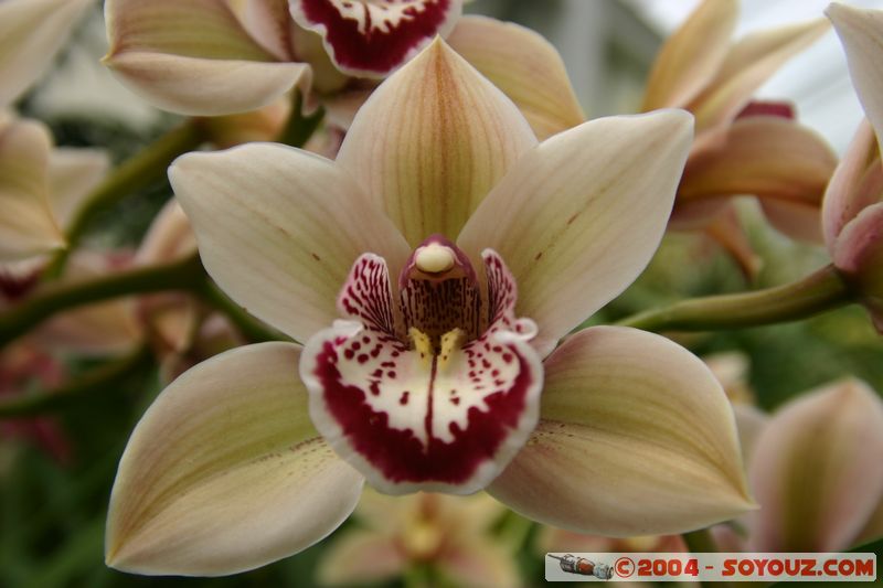 Wellington - Botanic Gardens
Mots-clés: New Zealand North Island fleur