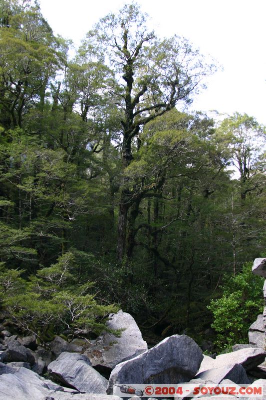 Abel Tasman National Park - Harwood Hole
Mots-clés: New Zealand South Island Arbres