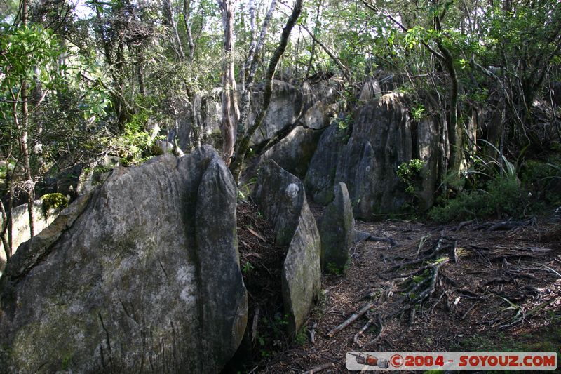 Abel Tasman National Park - Harwood Hole
Mots-clés: New Zealand South Island Arbres