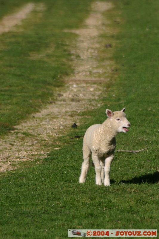 Abel Tasman National Park - Pikikiruna Range - Lamb
Mots-clés: New Zealand South Island animals Mouton