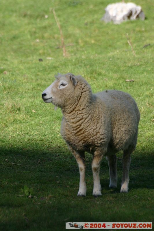 Abel Tasman National Park - Pikikiruna Range - Lamb
Mots-clés: New Zealand South Island animals Mouton