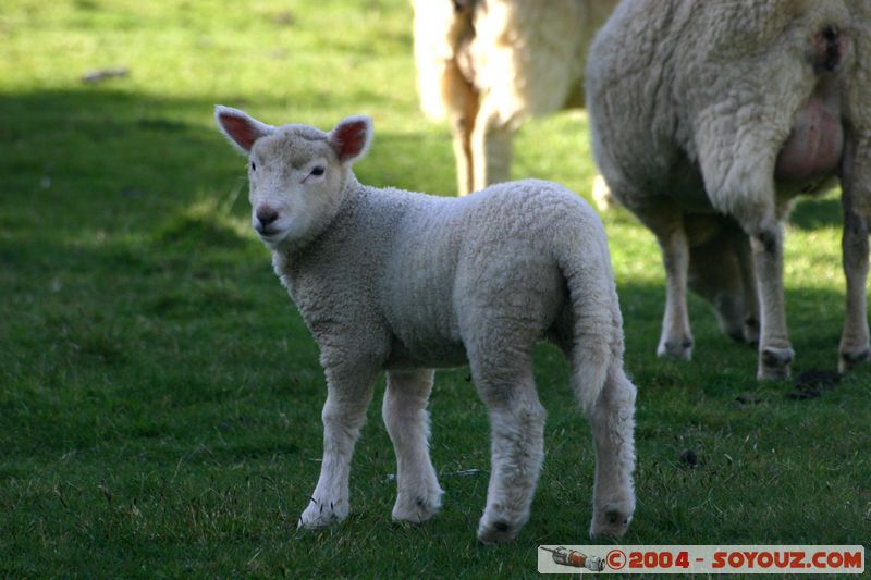 Abel Tasman National Park - Pikikiruna Range - Lamb
Mots-clés: New Zealand South Island animals Mouton
