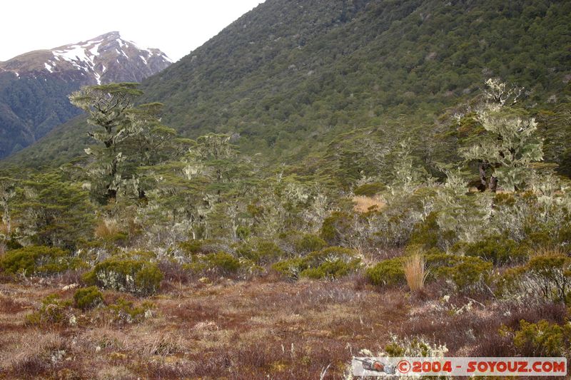 Lewis Pass
Mots-clés: New Zealand South Island