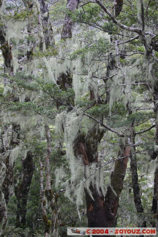 Lewis Pass
Mots-clés: New Zealand South Island Arbres