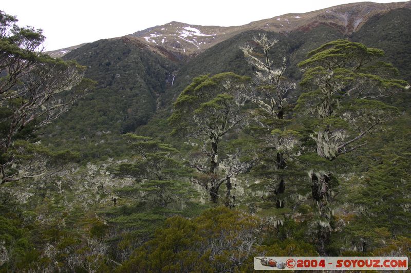 Lewis Pass
Mots-clés: New Zealand South Island Arbres