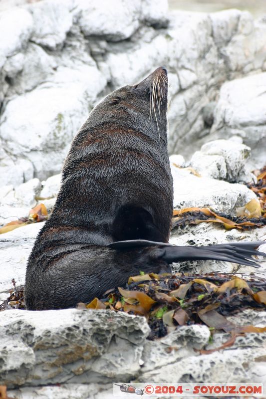 Kaikoura - Seal
Mots-clés: New Zealand South Island animals Phoques