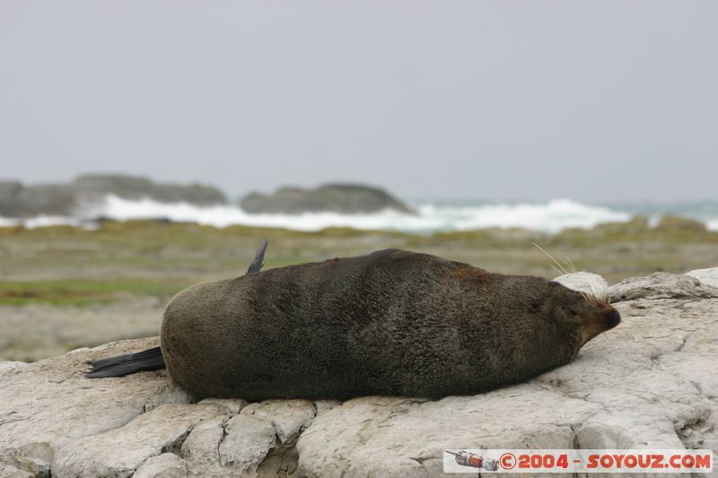 Kaikoura - Seal
Mots-clés: New Zealand South Island animals Phoques