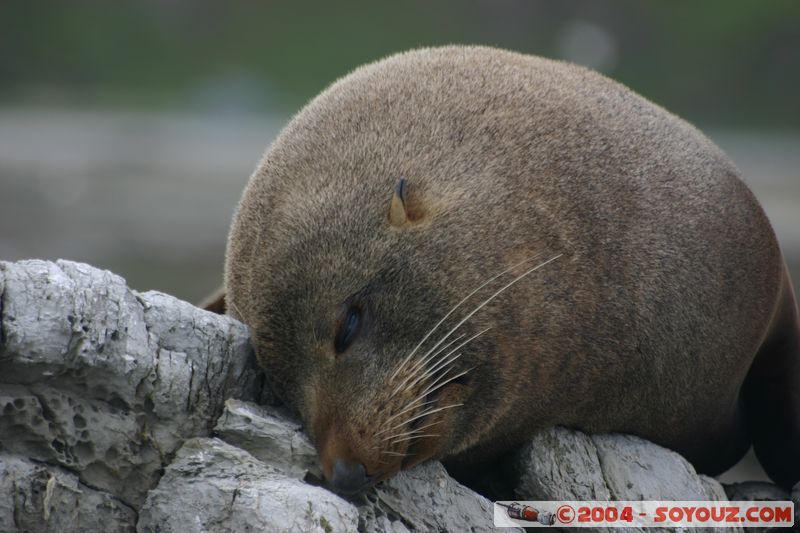 Kaikoura - Seal
Mots-clés: New Zealand South Island animals Phoques