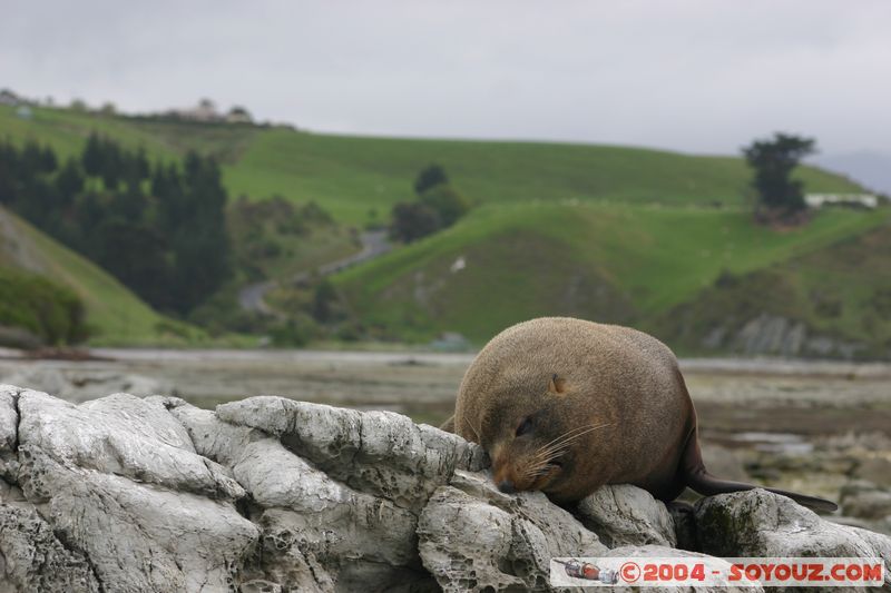 Kaikoura - Seal
Mots-clés: New Zealand South Island animals Phoques