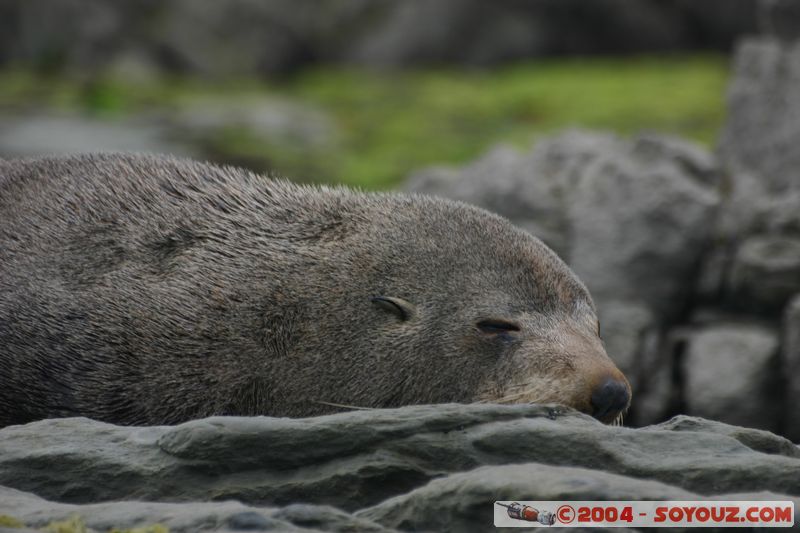 Kaikoura - Seal
Mots-clés: New Zealand South Island animals Phoques