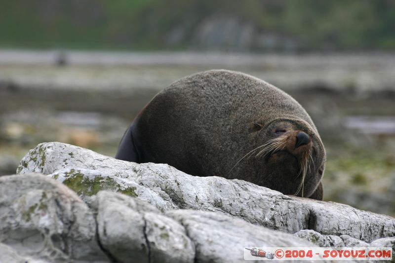 Kaikoura - Seal
Mots-clés: New Zealand South Island animals Phoques