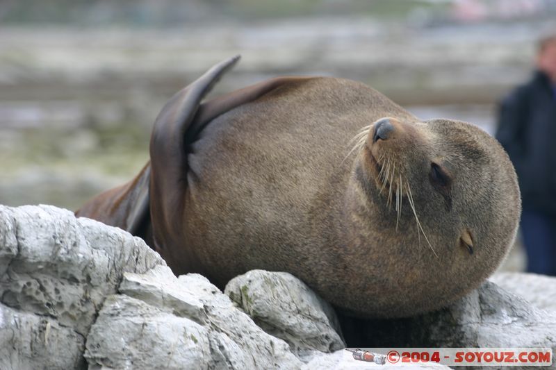 Kaikoura - Seal
Mots-clés: New Zealand South Island animals Phoques