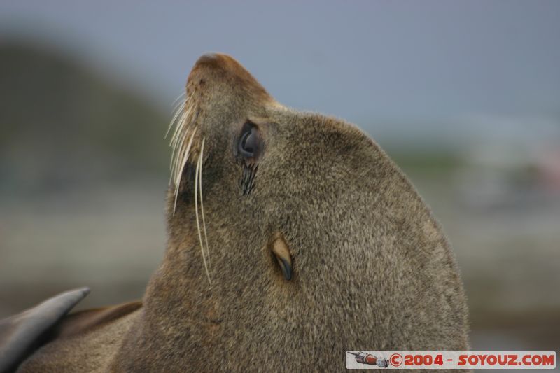 Kaikoura - Seal
Mots-clés: New Zealand South Island animals Phoques