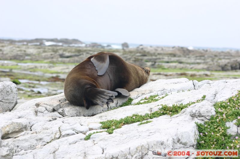 Kaikoura - Seal
Mots-clés: New Zealand South Island animals Phoques