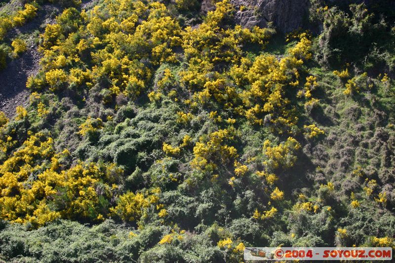 Hanmer Springs
Mots-clés: New Zealand South Island fleur