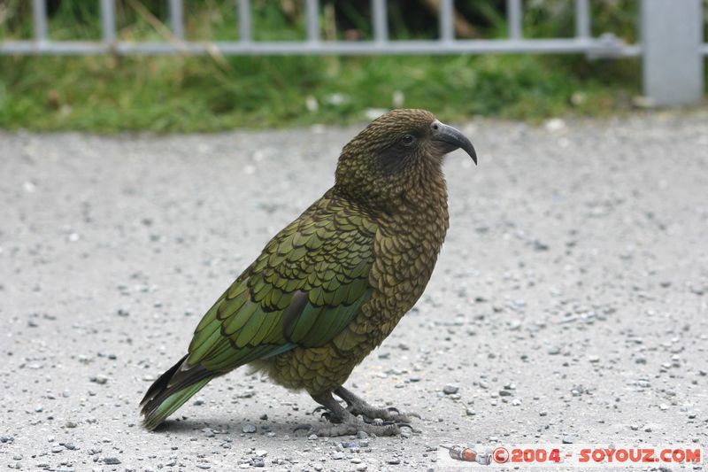 Otira Viaduct - Kea (Alpine Parrot)
Mots-clés: New Zealand South Island animals oiseau perroquet Kea