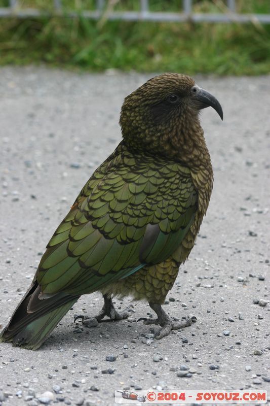 Otira Viaduct - Kea (Alpine Parrot)
Mots-clés: New Zealand South Island animals oiseau perroquet Kea