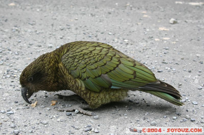 Otira Viaduct - Kea (Alpine Parrot)
Mots-clés: New Zealand South Island animals oiseau perroquet Kea