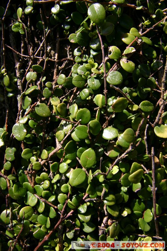 Punakaiki
Mots-clés: New Zealand South Island