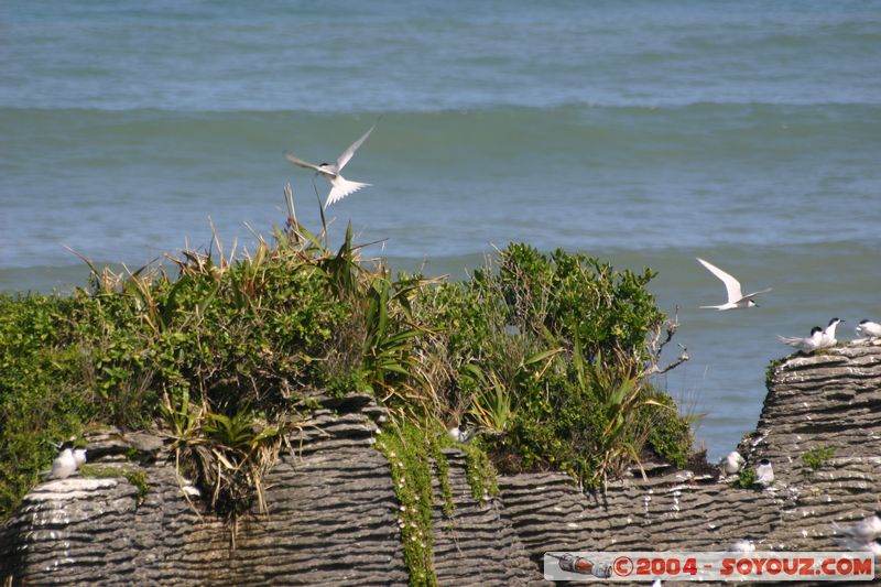 Punakaiki
Mots-clés: New Zealand South Island animals oiseau