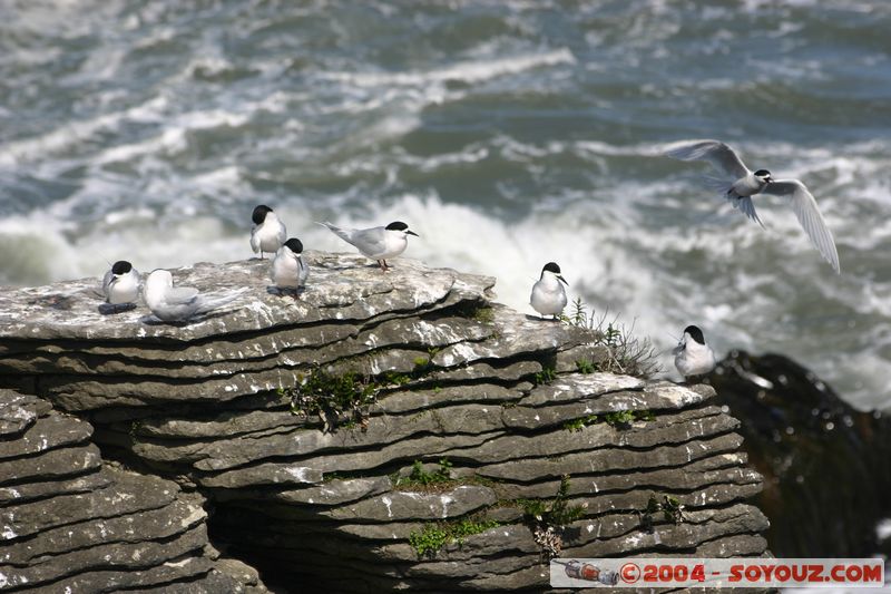 Punakaiki - Birds
Mots-clés: New Zealand South Island animals oiseau