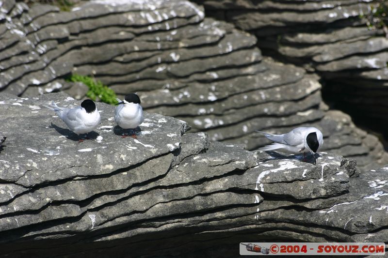 Punakaiki - Birds
Mots-clés: New Zealand South Island animals oiseau