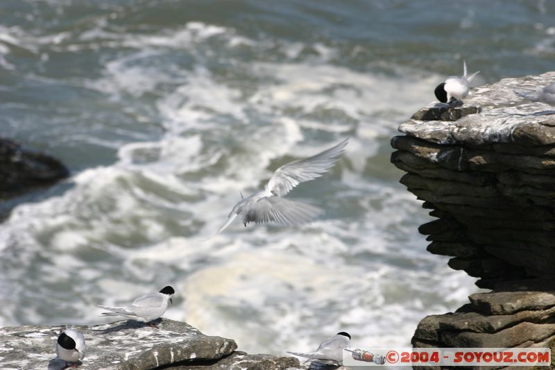 Punakaiki - Birds
Mots-clés: New Zealand South Island animals oiseau