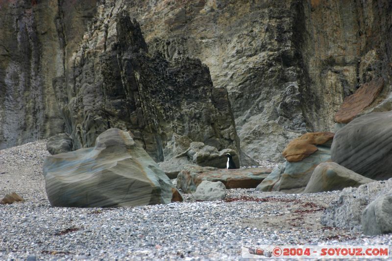 Monro Beach - Fiordland crested penguins
Mots-clés: New Zealand South Island animals oiseau Pingouin