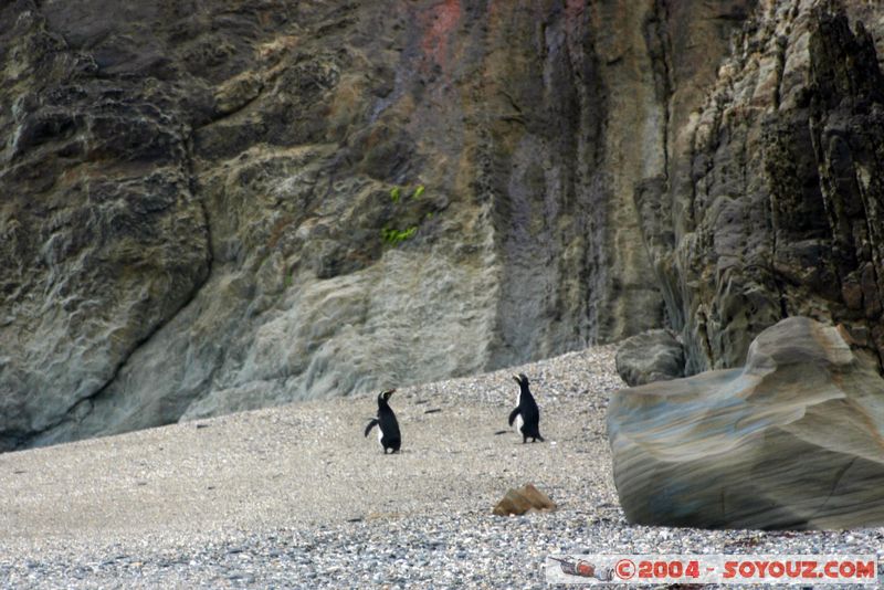 Monro Beach - Fiordland crested penguins
Mots-clés: New Zealand South Island animals oiseau Pingouin