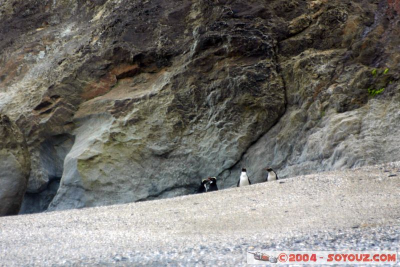 Monro Beach - Fiordland crested penguins
Mots-clés: New Zealand South Island animals oiseau Pingouin