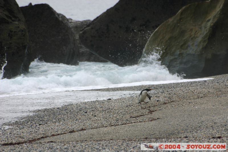 Monro Beach - Fiordland crested penguins
Mots-clés: New Zealand South Island animals oiseau Pingouin