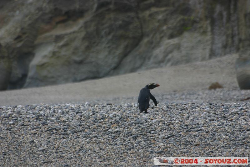 Monro Beach - Fiordland crested penguins
Mots-clés: New Zealand South Island animals oiseau Pingouin