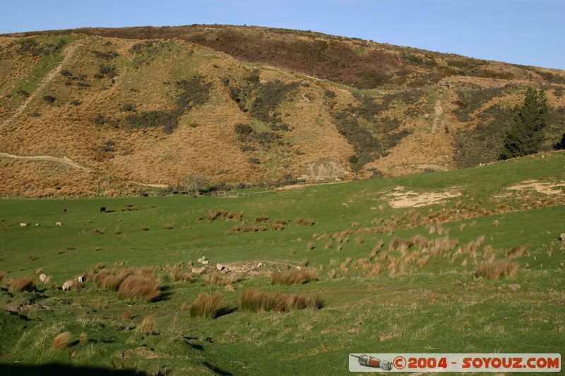 State Highway 6 - Kingston to Mossburn
Mots-clés: New Zealand South Island animals Mouton