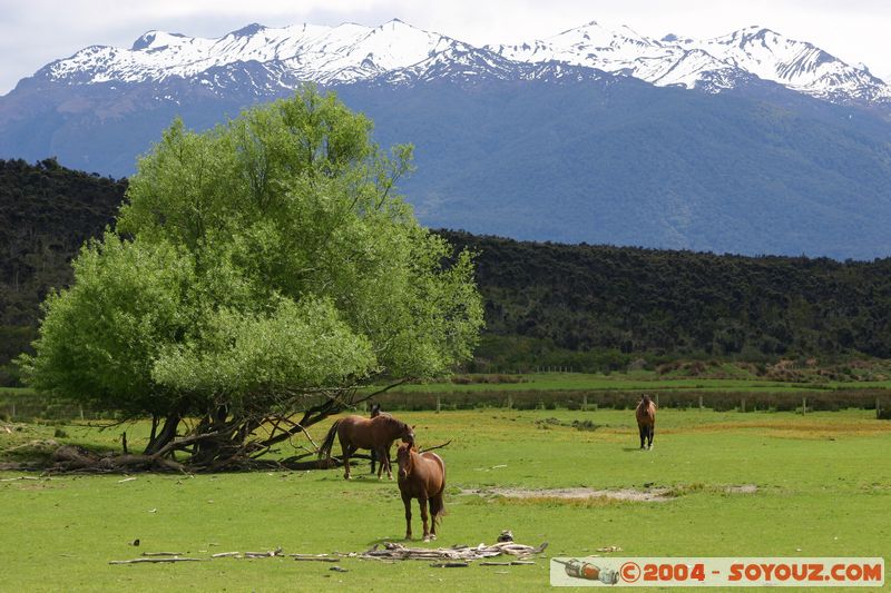 Te Anau / Milford Highway - Horses
Mots-clés: New Zealand South Island animals cheval