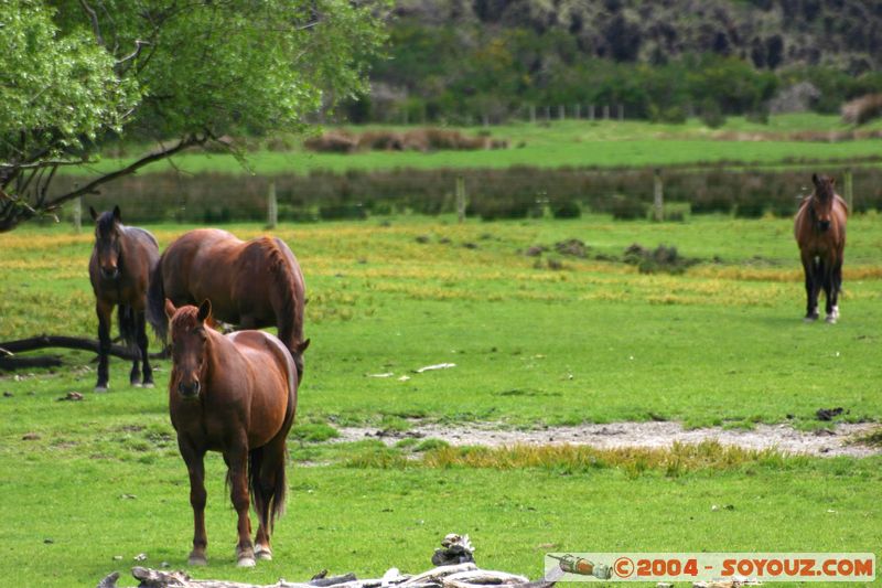 Te Anau / Milford Highway - Horses
Mots-clés: New Zealand South Island animals cheval