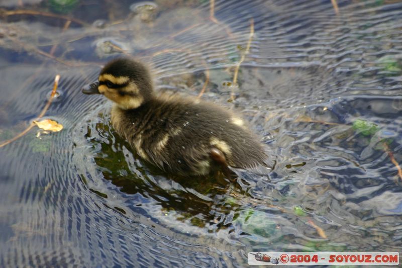 Te Anau / Milford Highway - Duckling
Mots-clés: New Zealand South Island animals oiseau canard